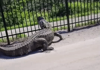 b002c05538ed22a530f6bf1258d26f38_1679230393_9446.gif
